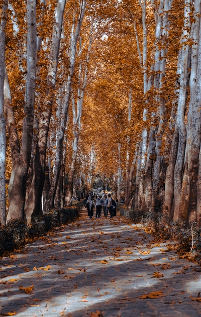 白天人们在树间的小路上行走